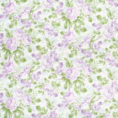 Alameda Aster