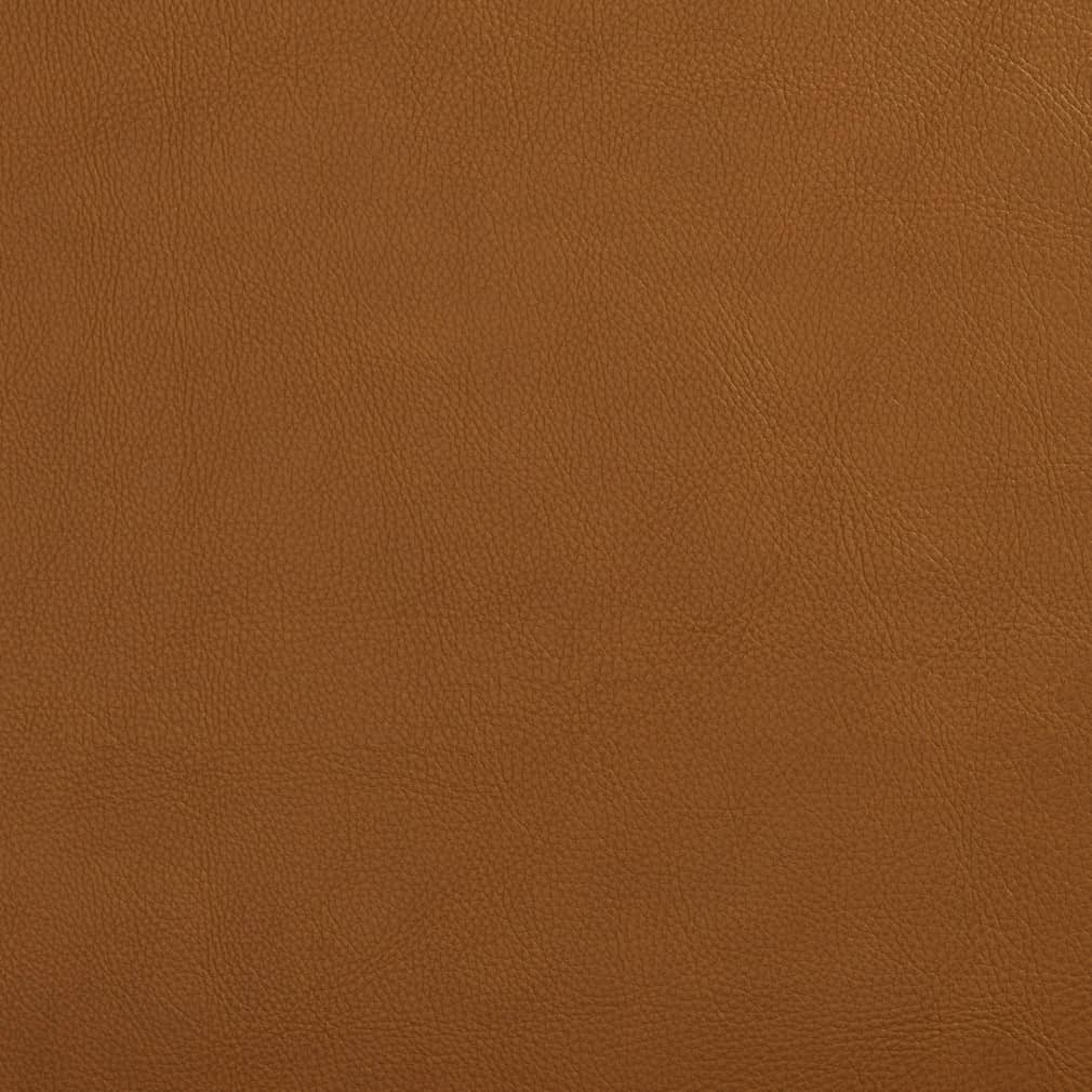 Charleston Palomino